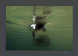 Hurry up!
Eurasian Coot by Sven Tramaux 